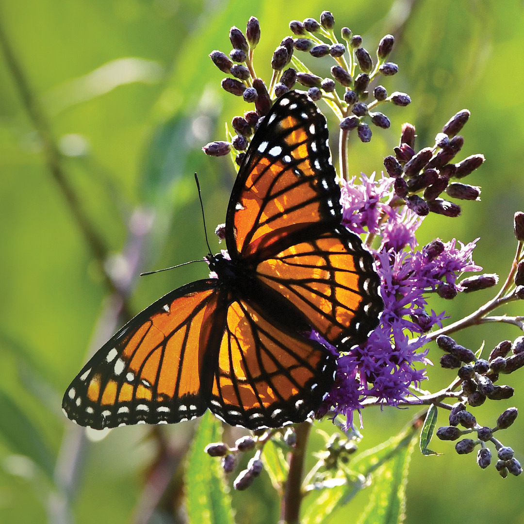 A butterfly on a flower